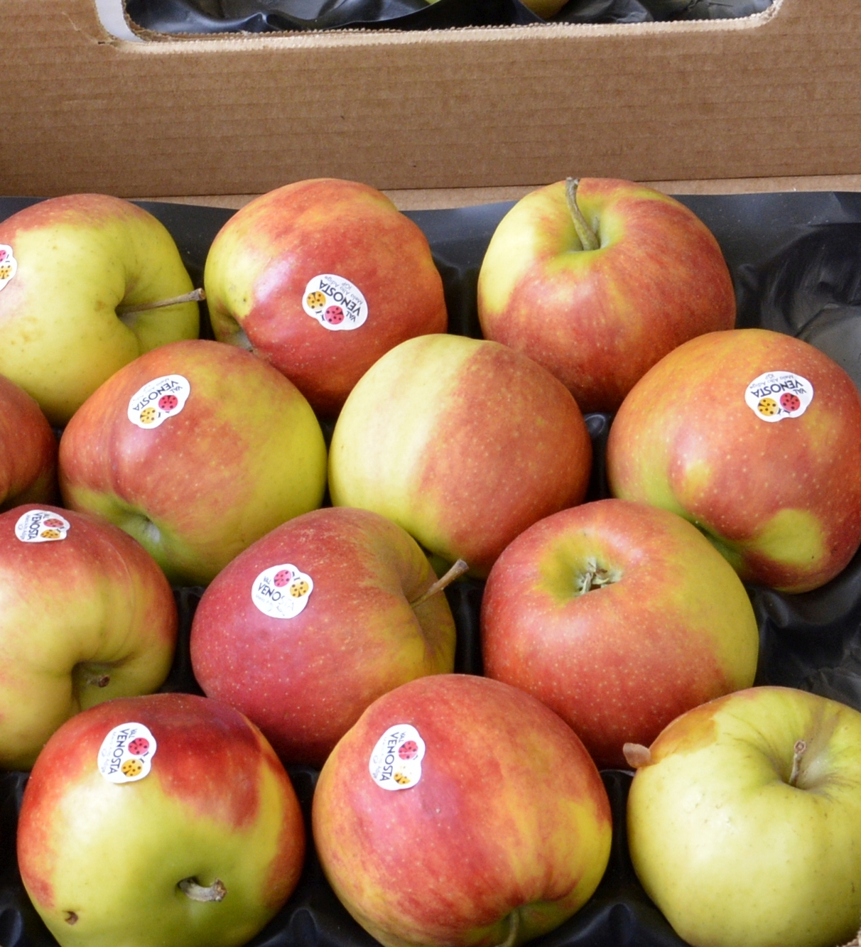 Foto: Nata Uchava, Magdeburg